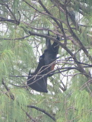 Pteropus conspicillatus