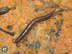 Otostigmus