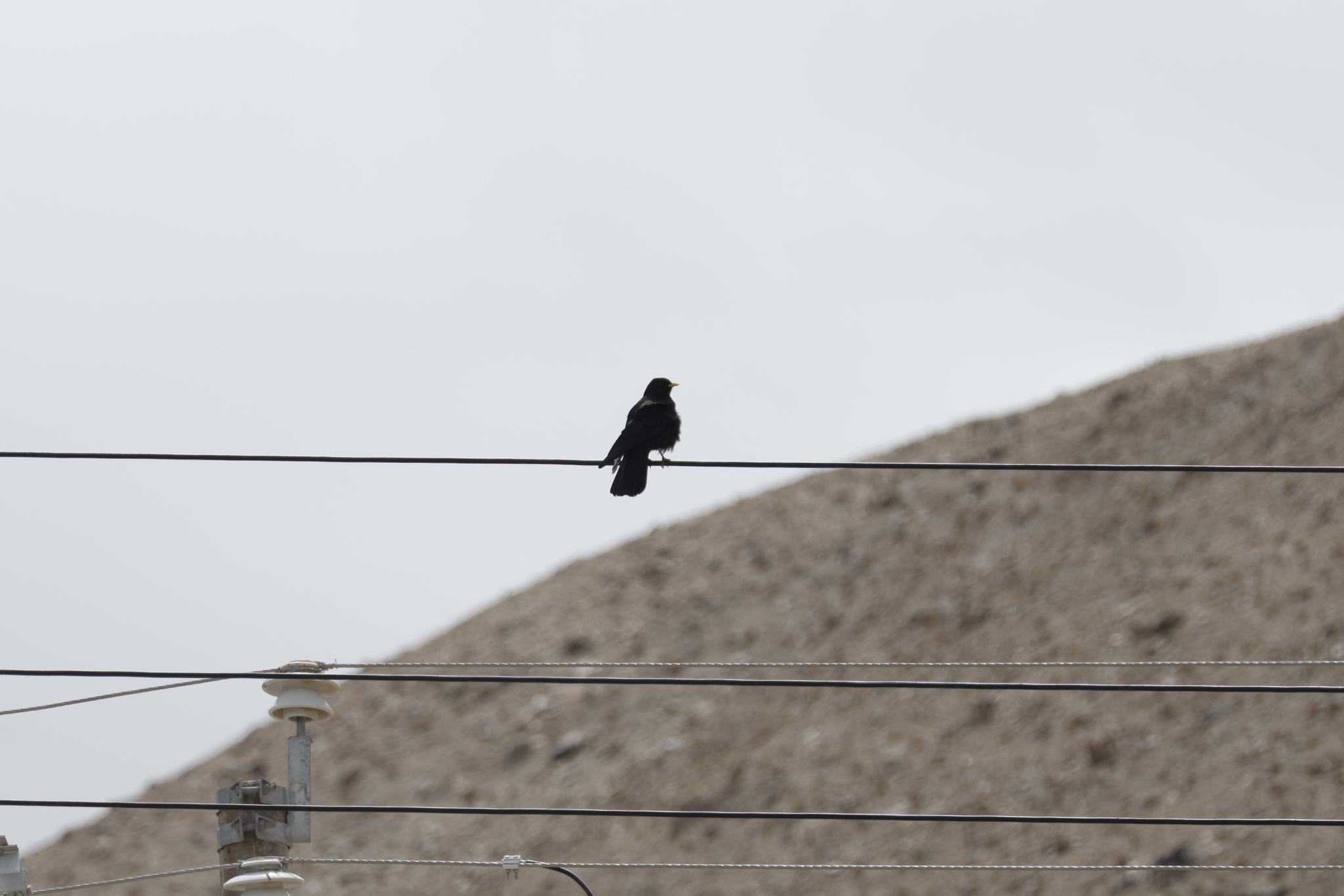 Alpine Chough