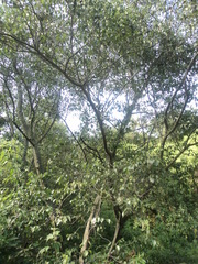 Alnus acuminata glabrata