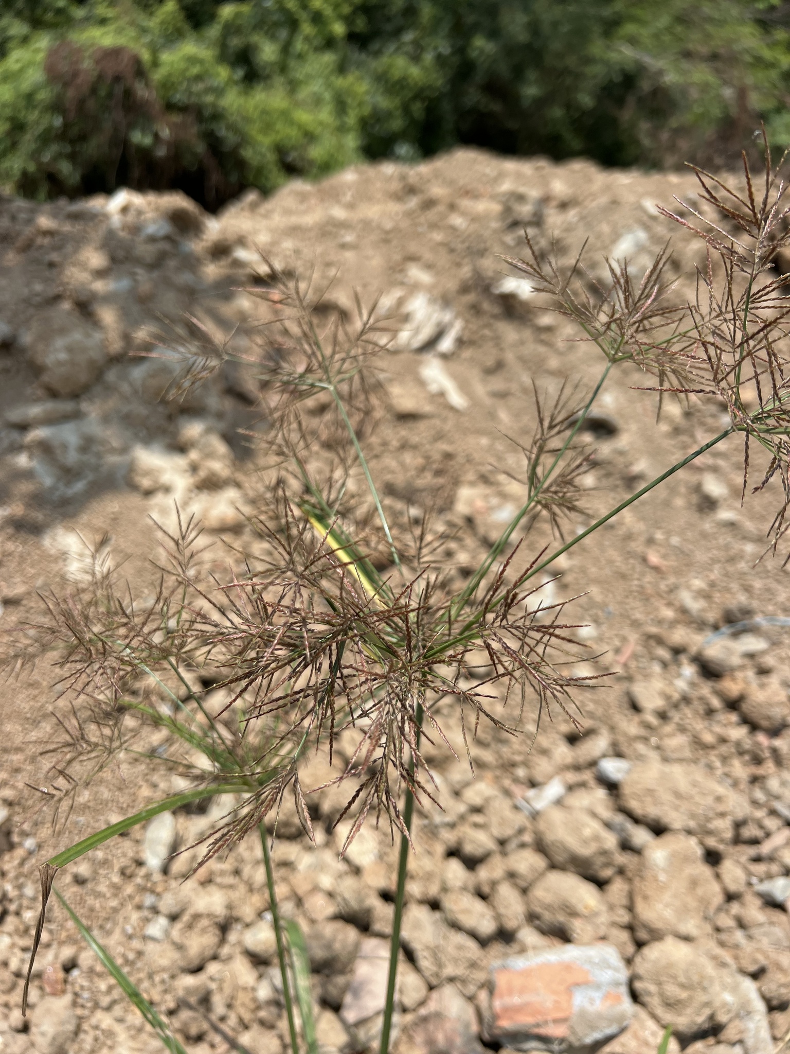 Cyperus distans (Cyperus distans)