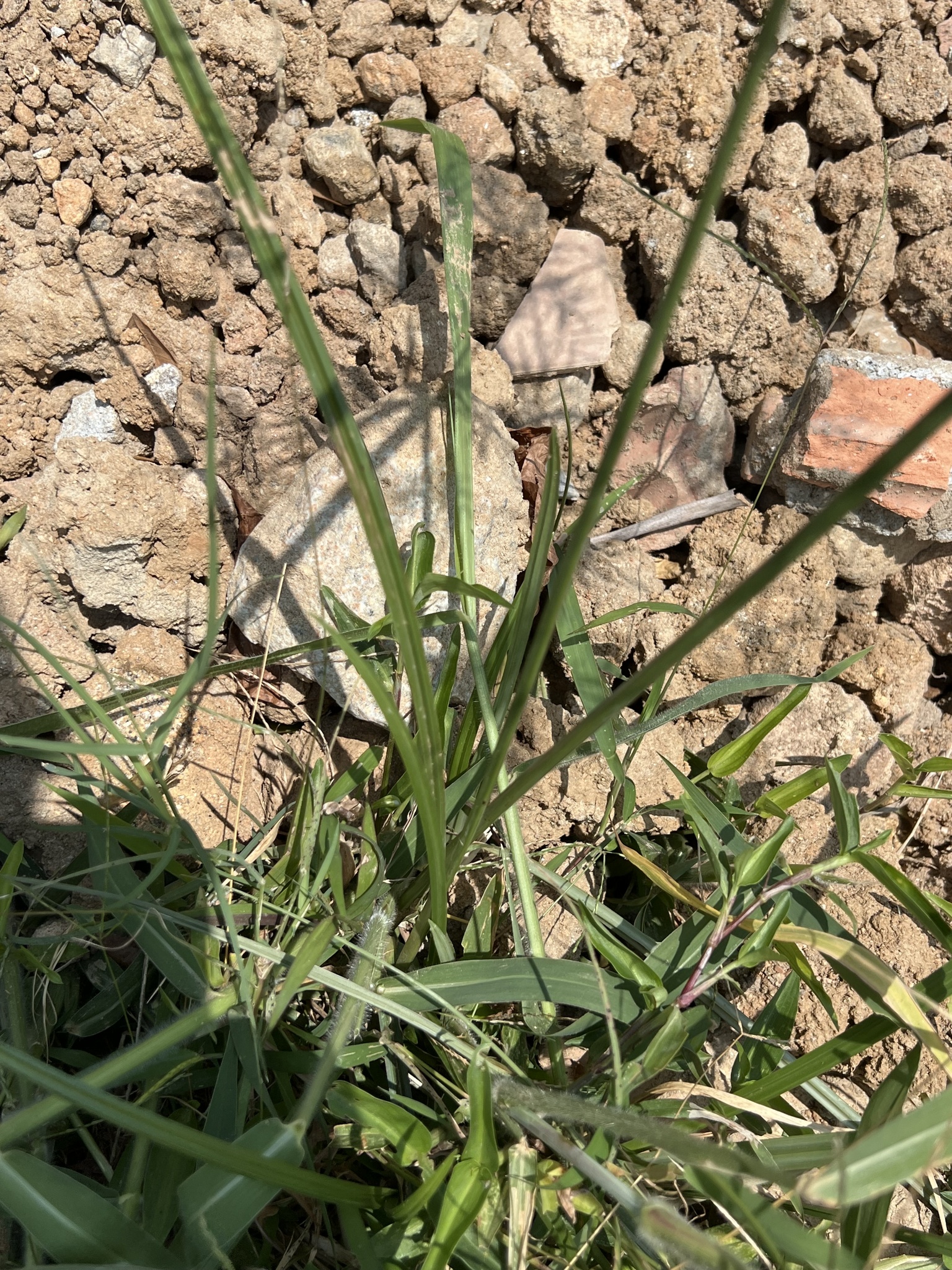 Cyperus distans — ảnh 2