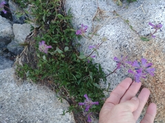 Penstemon heterodoxus