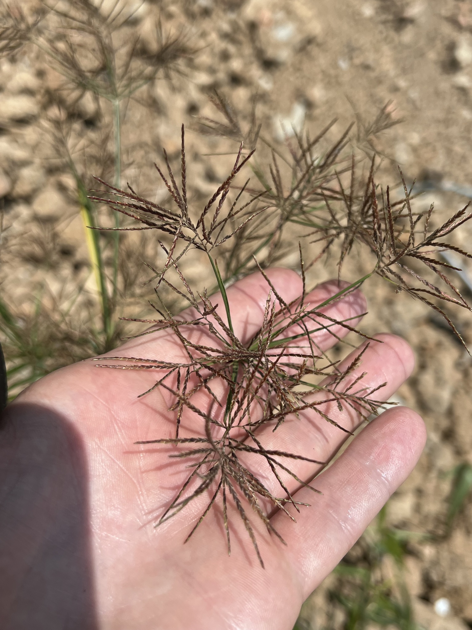 Cyperus distans — ảnh 3