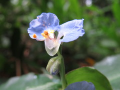 Commelina obliqua