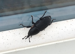 Scyphophorus