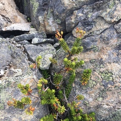 Phyllodoce empetriformis