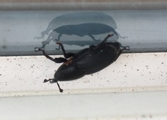 Scyphophorus