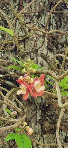 Image of Couroupita guianensis by (c) Denise Dalbosco Dell'Aglio, some rights reserved (CC BY)