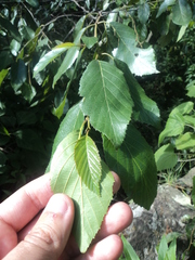 Alnus acuminata glabrata