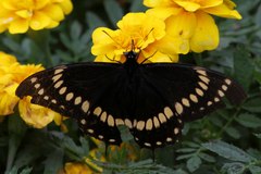 Papilio scamander