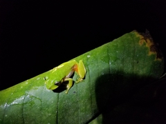 Sierra Juarez Brook Frog photo 2