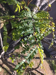 Peltophorum pterocarpum