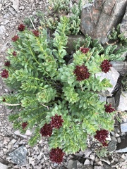 Rhodiola