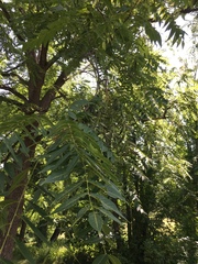 Juglans nigra