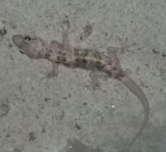 Hemidactylus turcicus