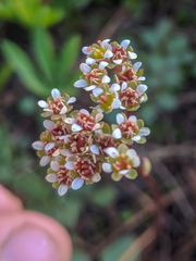 Micranthes aprica