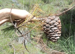 Cronartium conigenum