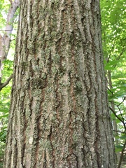 Quercus rubra
