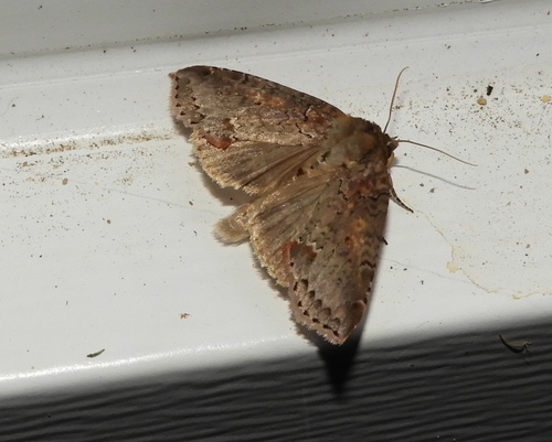 Tufted Thyatirine Moth photo 6