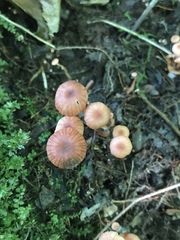 Laccaria laccata pallidifolia