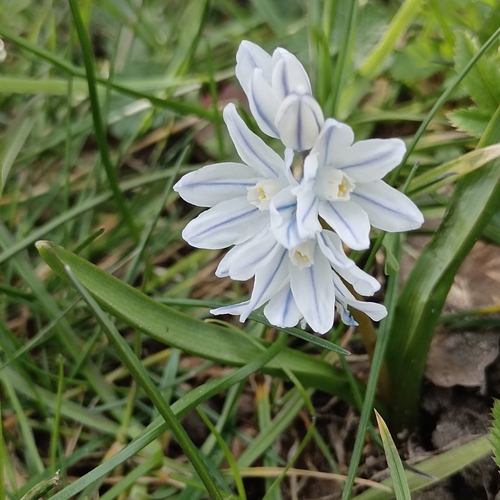 Puschkinia scilloides
