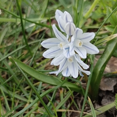Puschkinia scilloides