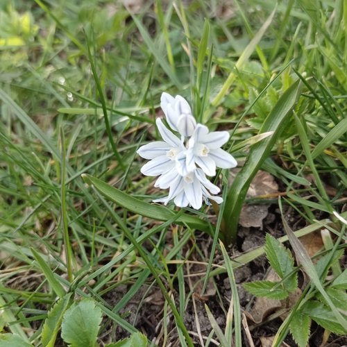 Puschkinia scilloides