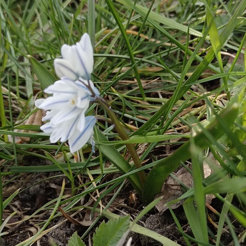 Puschkinia scilloides
