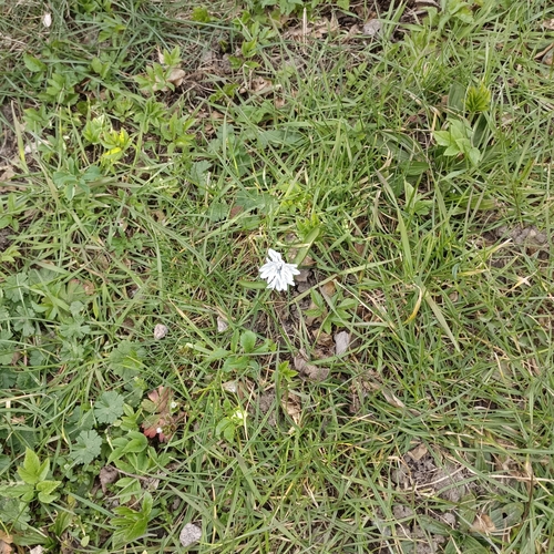 Puschkinia scilloides