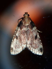 Aglossa costiferalis