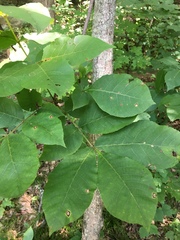 Carya glabra