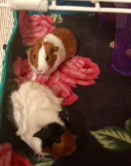 Cavia