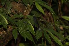 Psolodesmus mandarinus dorothea