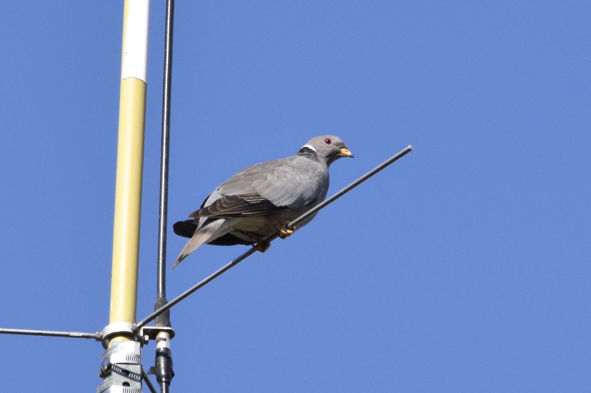 Band-tailed Pigeon |