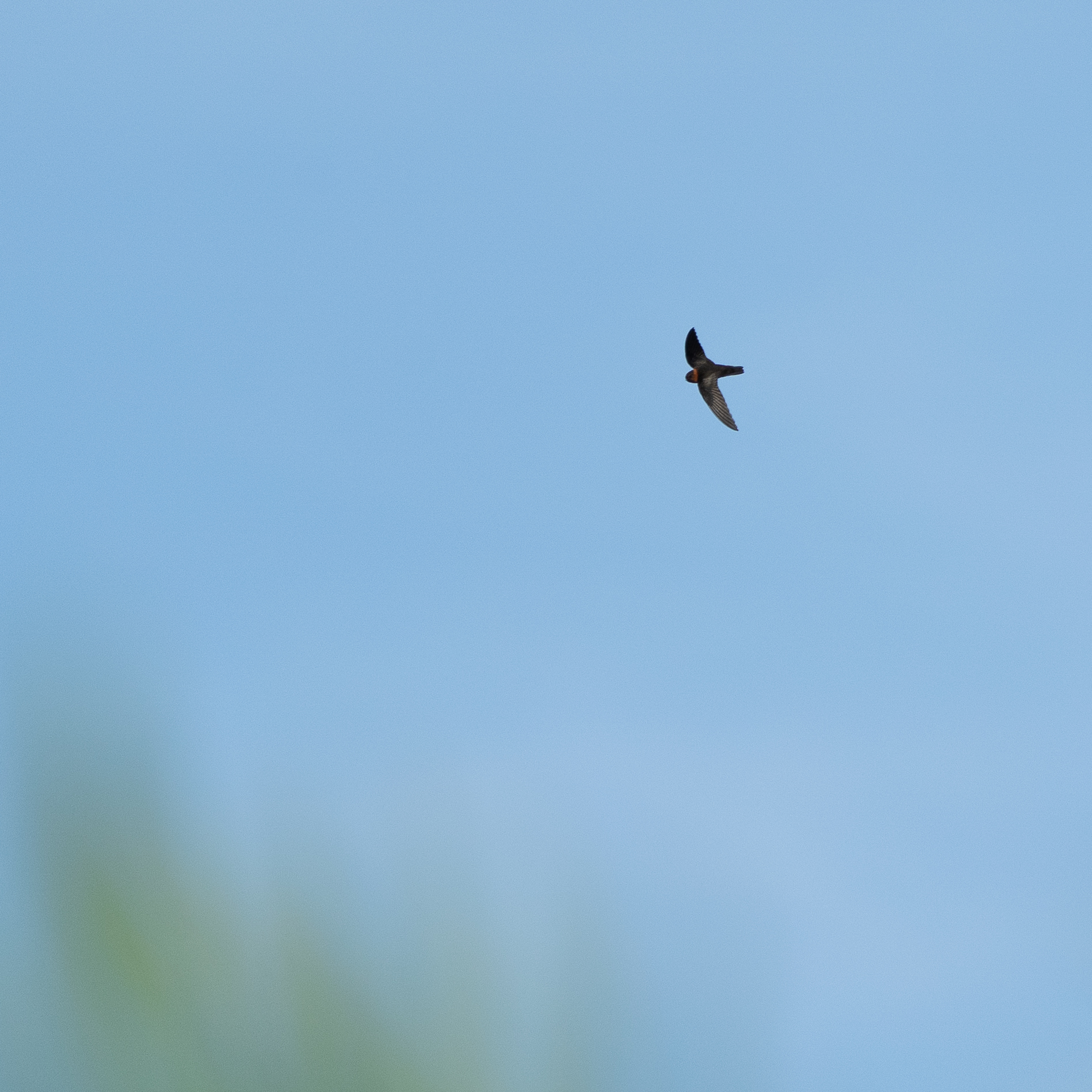 Chestnut-collared Swift (Streptoprocne rutila), photo 9