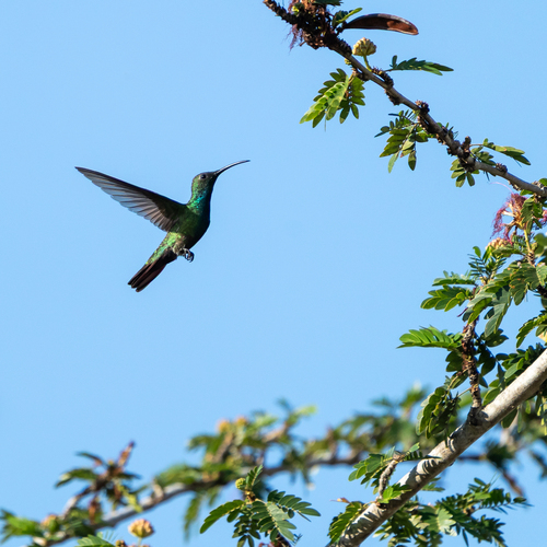 Veraguan Mango (Anthracothorax veraguensis), photo 4