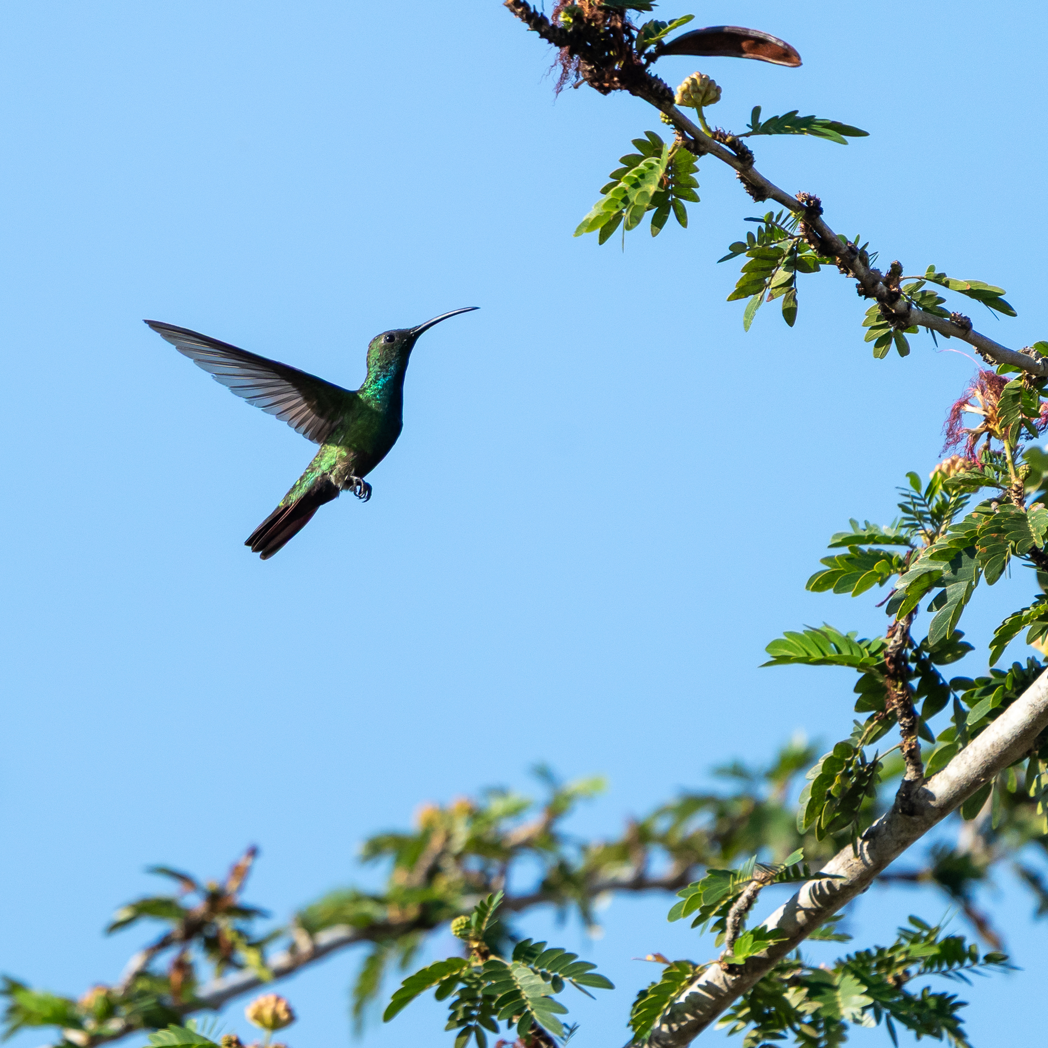 Veraguan Mango (Anthracothorax veraguensis), photo 2