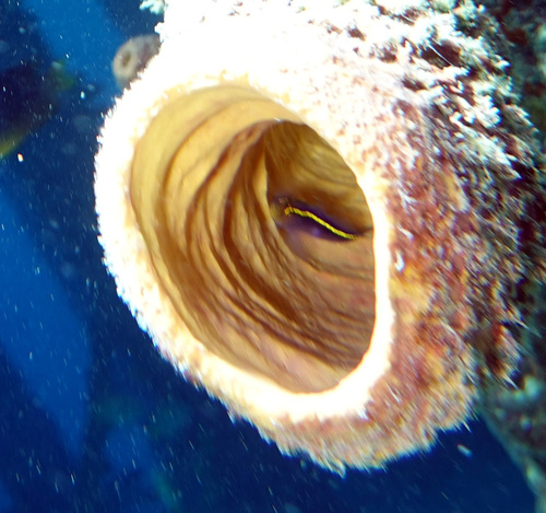 Yellowline goby (Elacatinus horsti) — Gobiidae