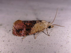 Cochylis