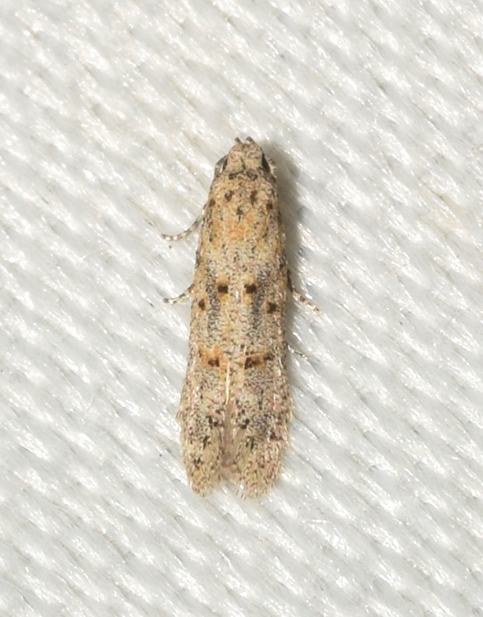 Symmocoides gozmanyi