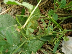 Phragmidium bulbosum