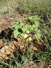 Physalis neomexicana