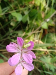 Geranium collinum