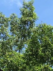 Quercus rubra