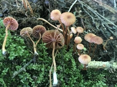 Laccaria laccata pallidifolia