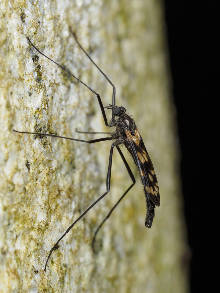Haruka elegans