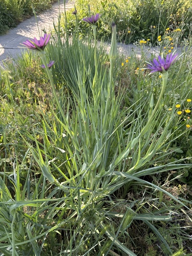 Tragopogon porrifolius