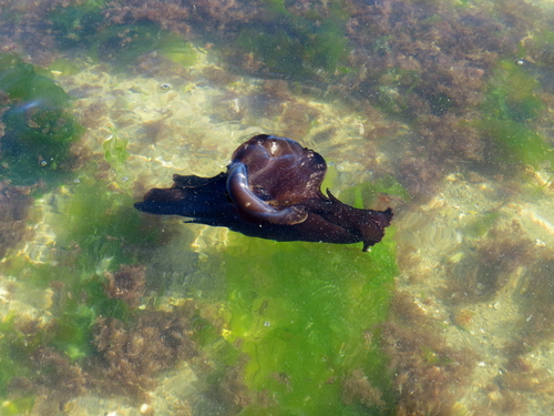 Mottled Seahare