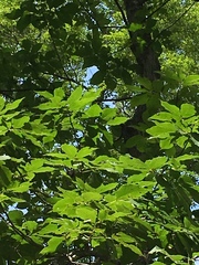 Carya glabra